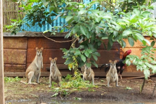 saham kangguru endemik merauke